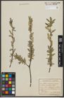 Foto von Salix purpurea L. x Salix repens L.